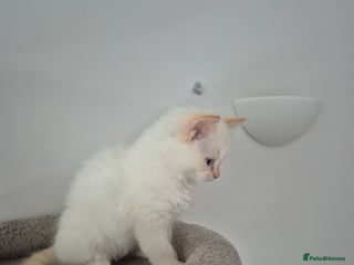 Ragdoll cats 2 pure flame point ragdolls - Advert 1
