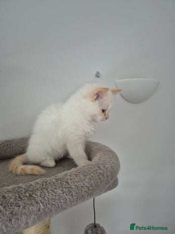Ragdoll cats 2 pure flame point ragdolls - Advert 1