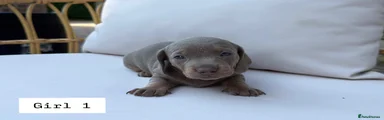 Miniature Dachshund Girl 1