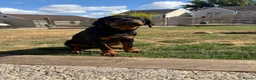 Rottweiler dogs for sale: Gorgeous Rottweiler puppy Nanci - Advert 6