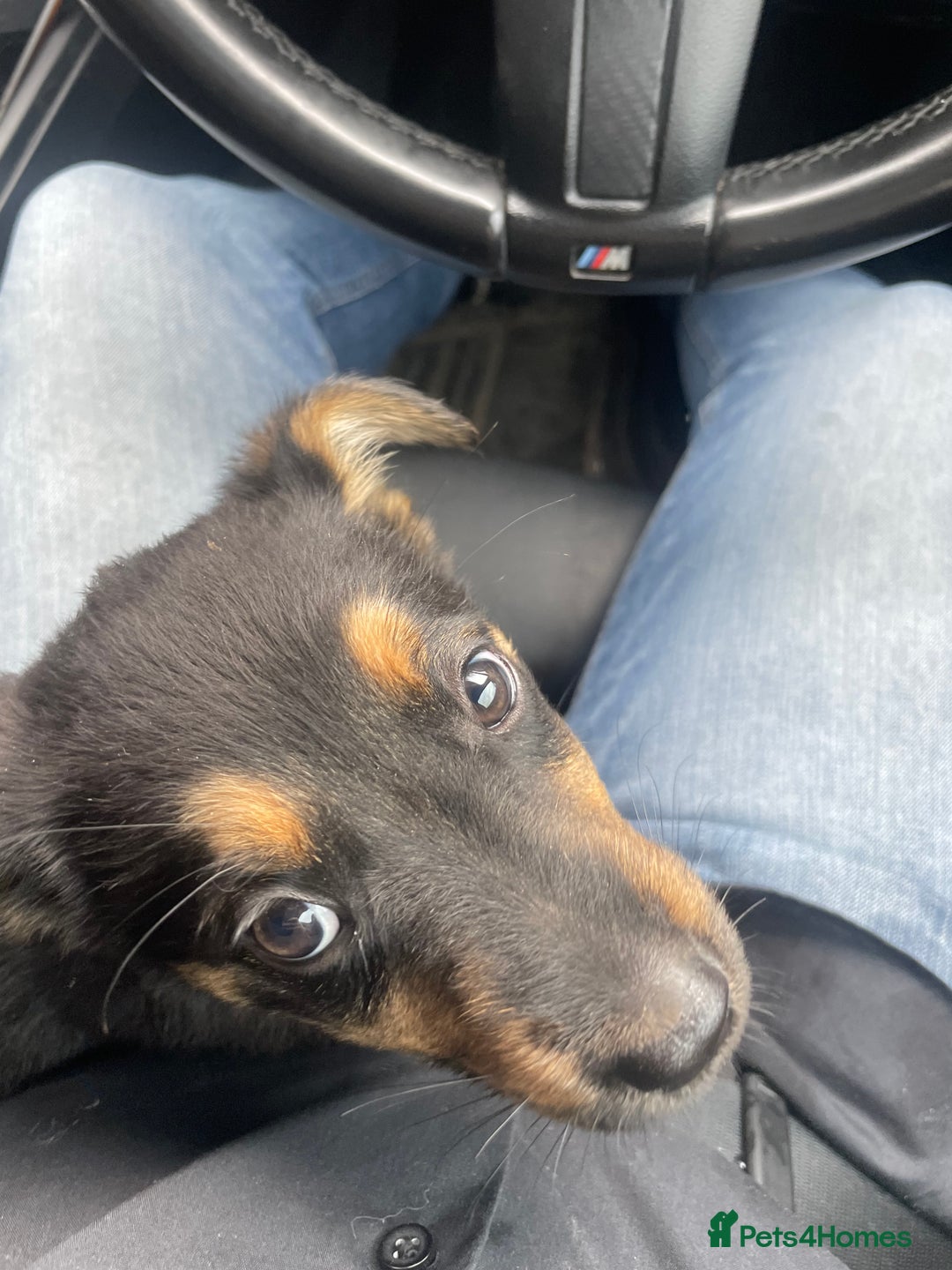 Mixed Breed dogs for sale: Mixed - Image 2