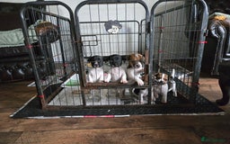 Jack Russell dogs for sale: 2 boys & 1 girl left, Ready & available from today - Image 12