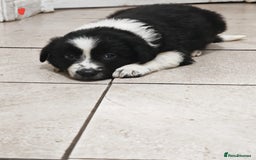 Border Collie dogs for sale: Border collie puppies for sale - Image 3