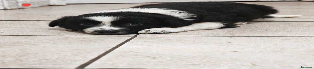 Border Collie Puppy 3