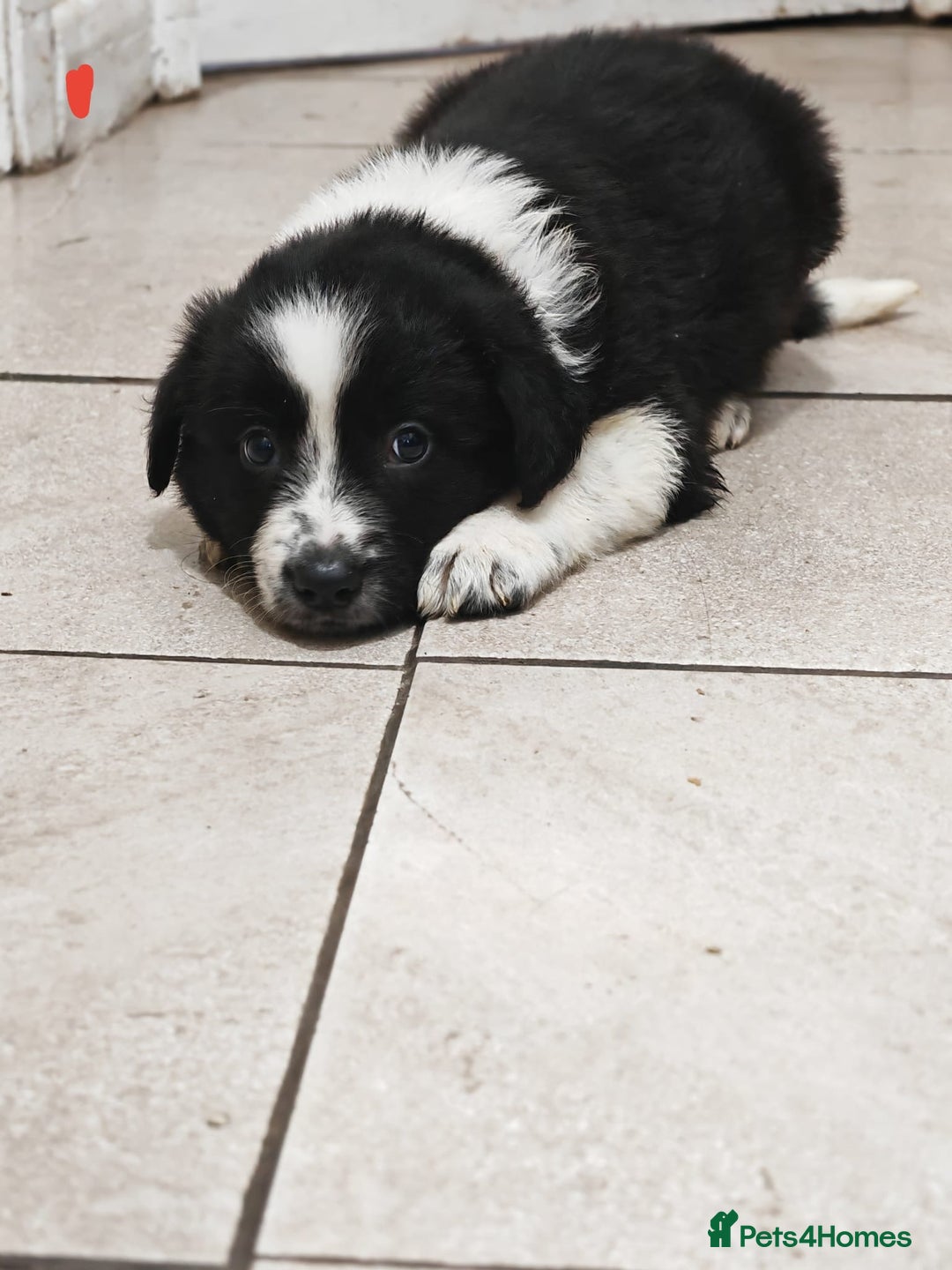Border Collie dogs for sale: Border collie puppies for sale - Image 3