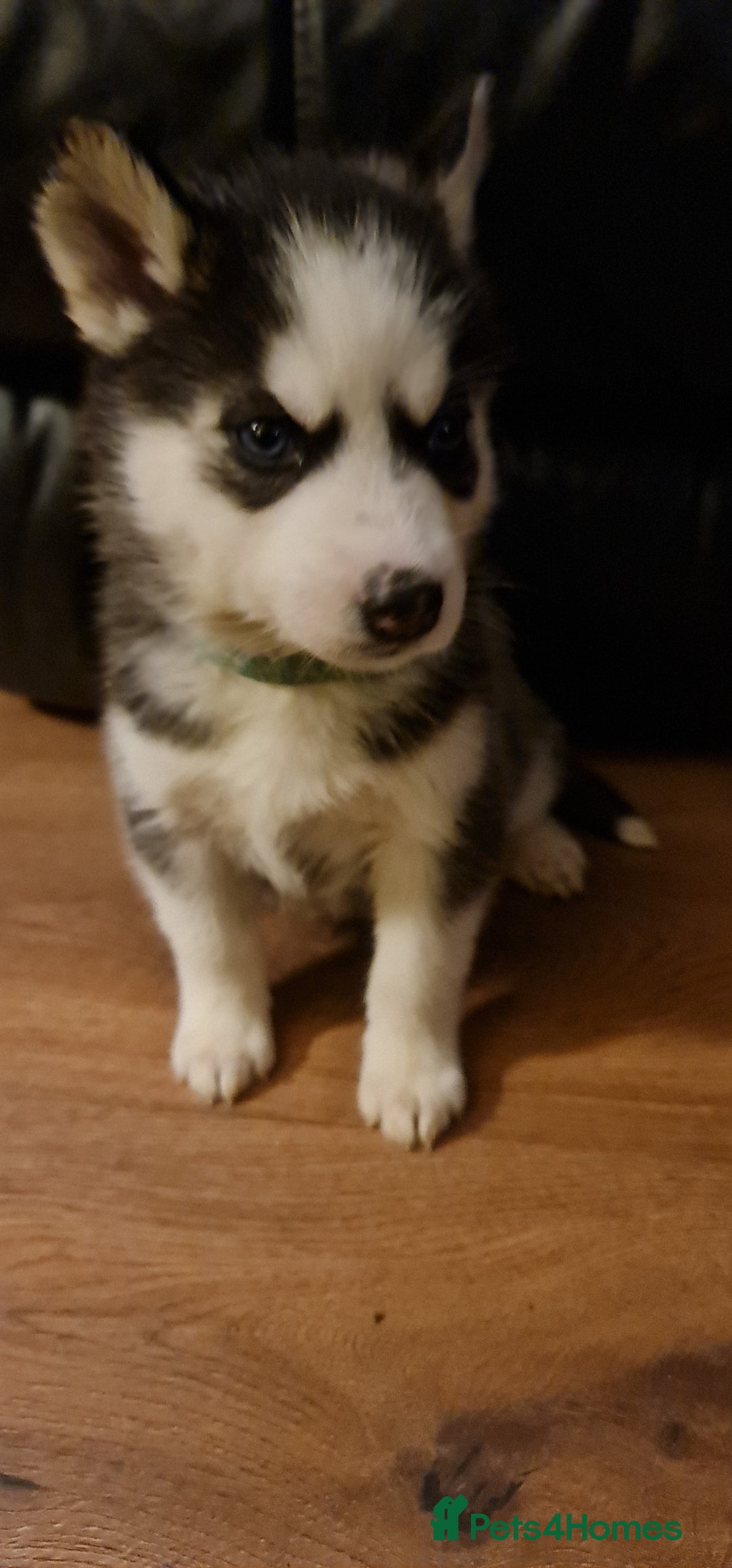 Siberian Husky dogs for sale: Ready now Siberian husky puppies  - Advert 7
