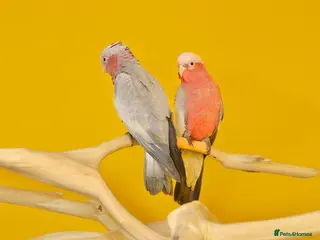 Parrots birds Talking Parrots for Sale– Smart, Interactive & Fun - Advert 3