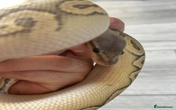 Python Snake reptiles for sale: Meet Mr Sprinkles - Image 11