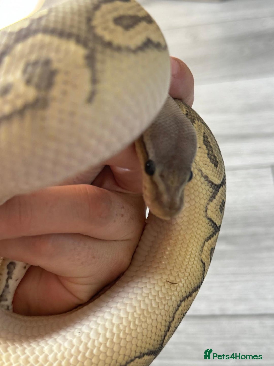 Python Snake reptiles for sale: Meet Mr Sprinkles - Image 11