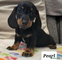 Miniature Dachshund dogs QUALITY miniature Dachshund smooth KC REGISTERED - Advert 13