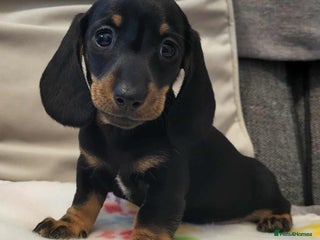 Miniature Dachshund dogs QUALITY miniature Dachshund smooth KC REGISTERED - Advert 3