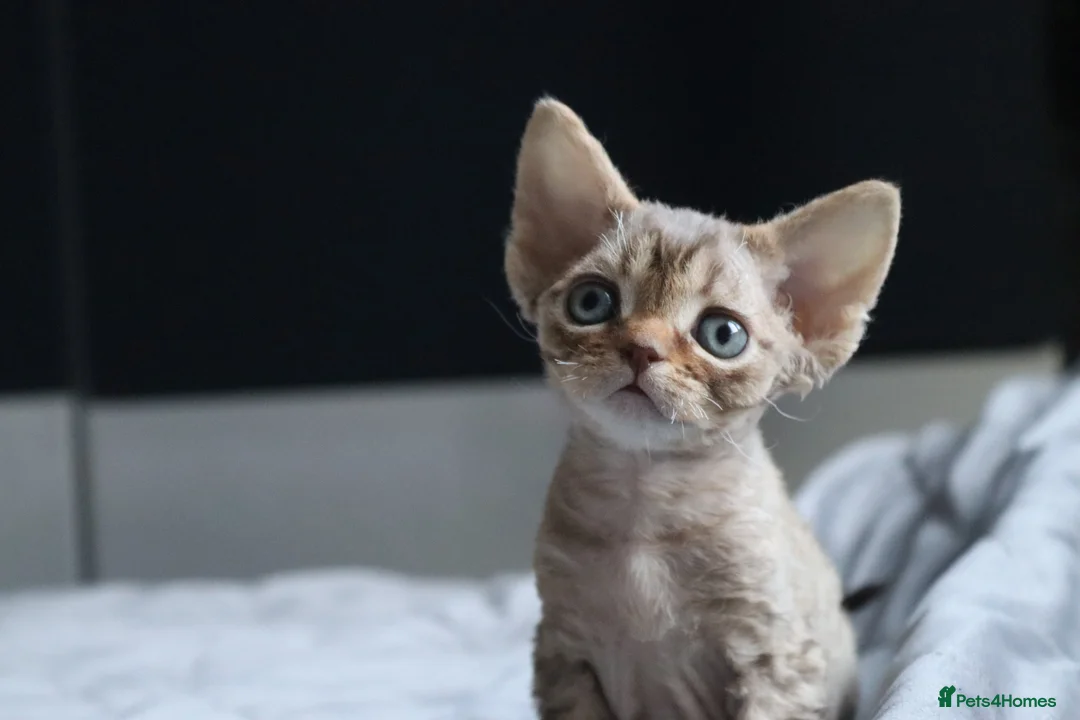 Devon Rex cats for sale: 🎉Beautiful, healthy and full pedigree Devon Rex🎉 - Advert 19
