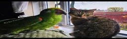 Parrots birds for sale: Yellow-Crowned Amazon Parrot - Advert 4