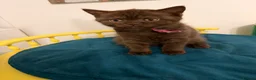 British Shorthair cats for sale: BSH kittens TICA registered 💙🩷 - Advert 19