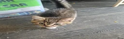 Mixed Breed cats for sale: Lovely kittens for good homes - Advert 4