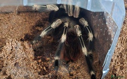 Tarantulas invertebrates for sale: N chromatus - Image 1