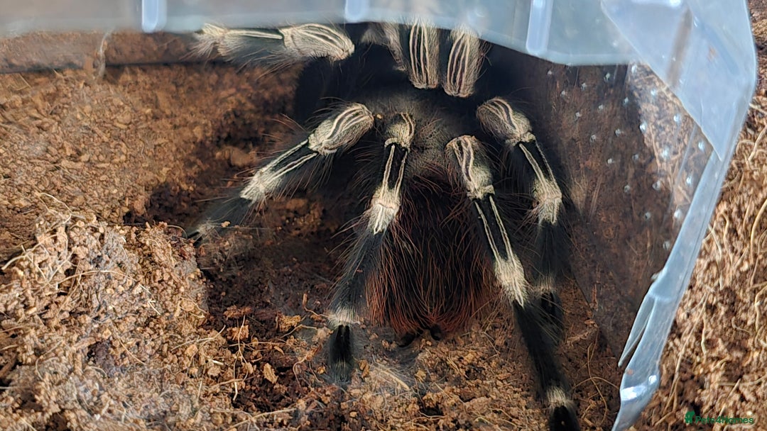 Tarantulas invertebrates for sale: N chromatus - Image 1