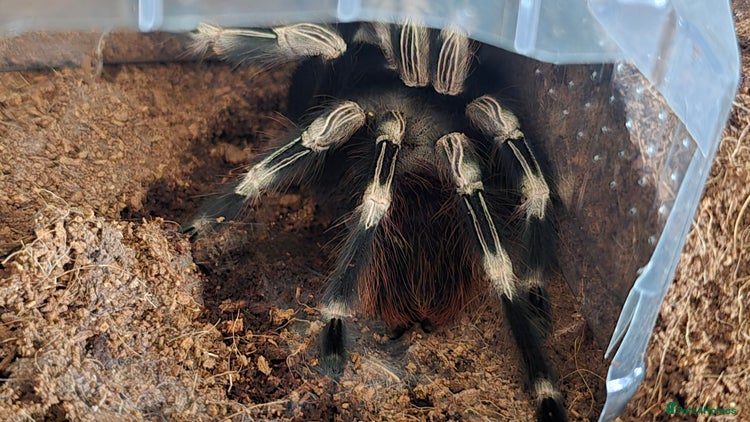 Tarantulas invertebrates - Advert 19