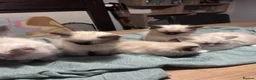 Ragdoll cats for sale: Ragdoll kittens for sale - Advert 12