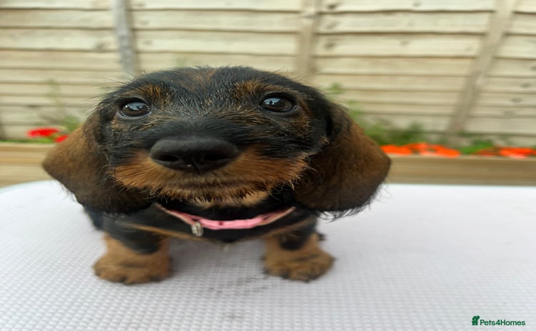 Dachshund dogs - Advert 4