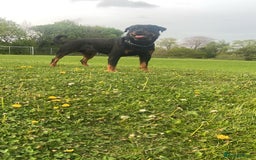 Rottweiler dogs for stud: Novo the rottie - Image 4