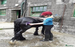 Riding pony horses for sale: Genuine cob  - Image 3
