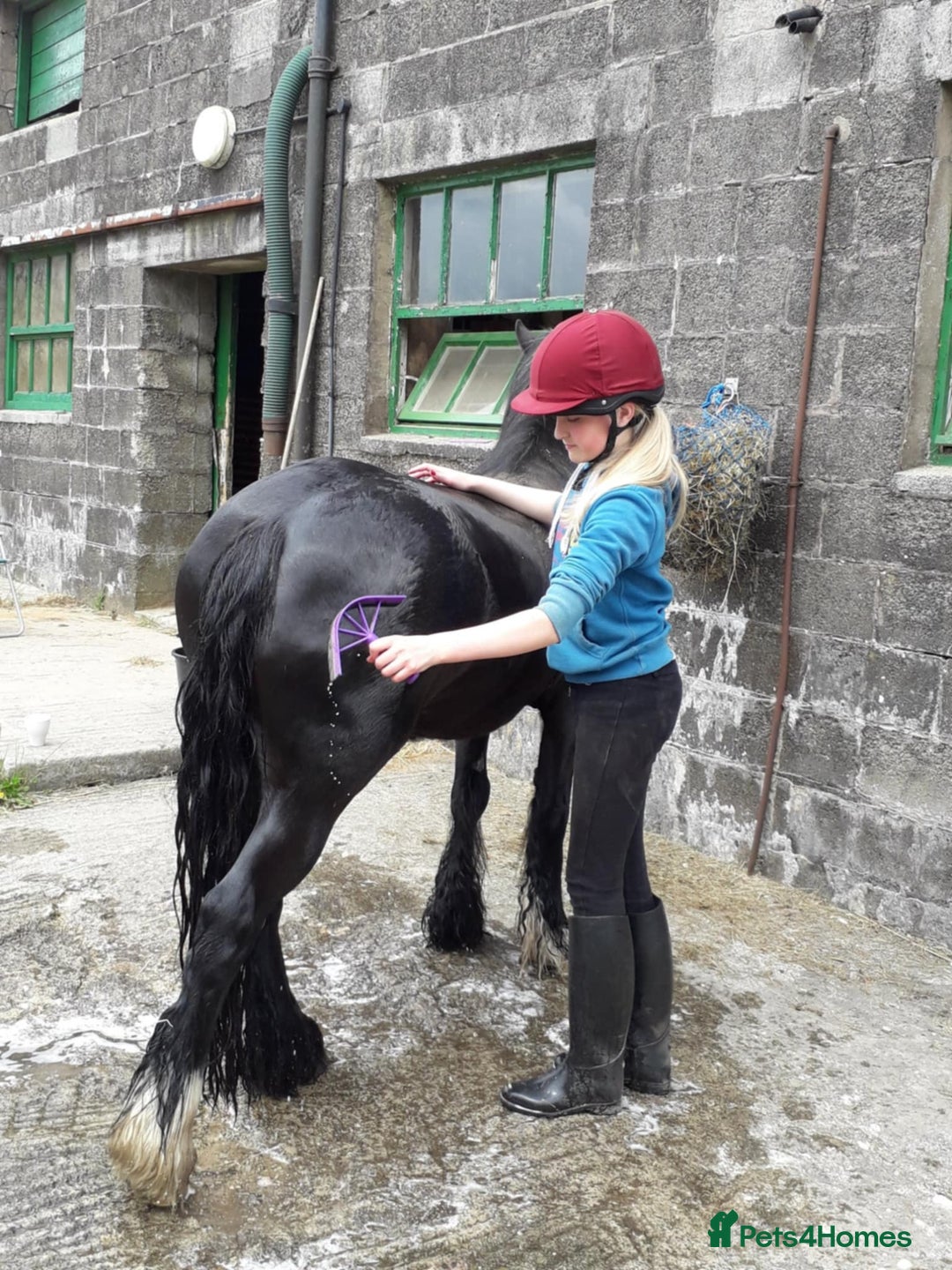 Riding pony horses for sale: Genuine cob  - Image 3