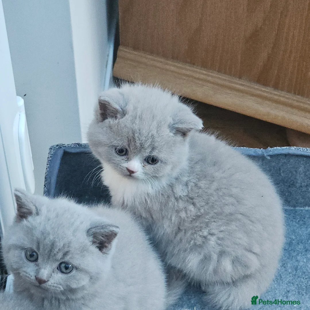 British Shorthair cats for sale: GCCF lilac boy ready to leave - Advert 16