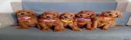 Goldendoodle dogs for sale: Gorgeous F1b Goldendoodles - Advert 1