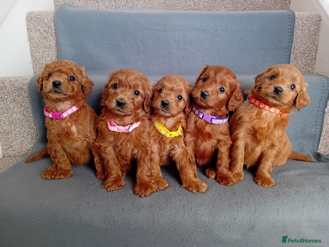 Goldendoodle dogs for sale: Gorgeous F1b Goldendoodles - Advert 1