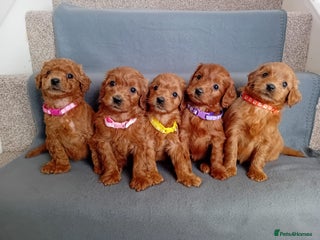 Goldendoodle dogs Gorgeous F1b Goldendoodles - Advert 1