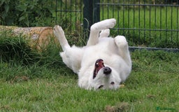 German Shepherd dogs for stud: Proven White Shepherd Dog ~ Frozen Semen Available - Image 11