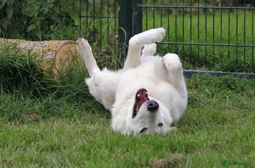 German Shepherd dogs for stud: Proven White Shepherd Dog ~ Frozen Semen Available - Image 11