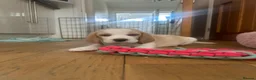 Beagle dogs for sale: Exceptional Breed Beagle Puppies - Advert 18