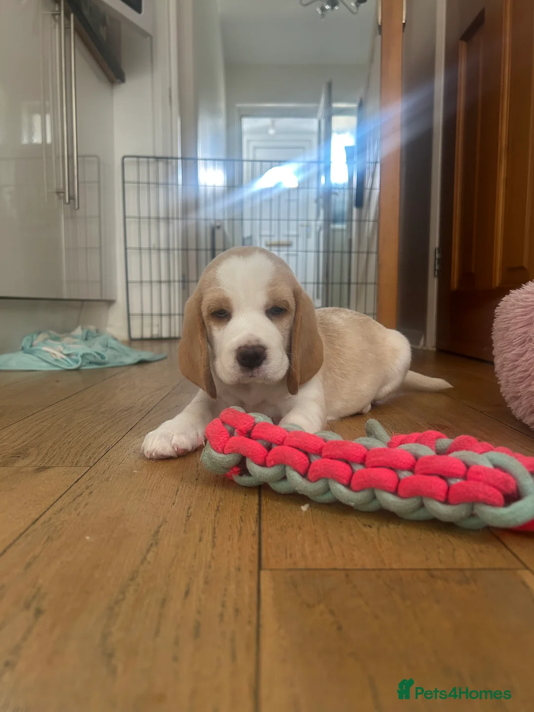Beagle dogs for sale: Exceptional Breed Beagle Puppies - Advert 18