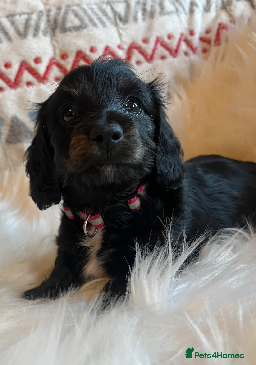 Miniature Dachshund dogs for sale: Beautiful  KC Mini L/H dachshund puppies - Advert 1