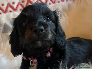 Miniature Dachshund dogs Beautiful KC Mini L/H dachshund puppies - Advert 1