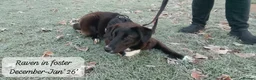 Mixed Breed dogs for adoption: Raven, 1.5 yrs approx. Is ADOPTED - Advert 4