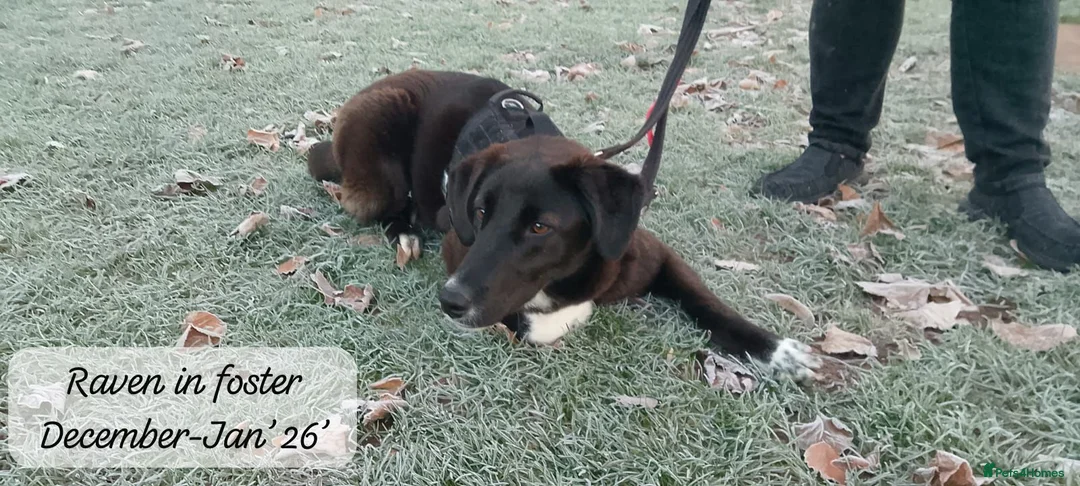 Mixed Breed dogs for adoption: Raven, 1.5 yrs approx. Is ADOPTED - Advert 4