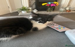 British Longhair cats for sale: Last Baby Girl Left ❤️ - Image 6