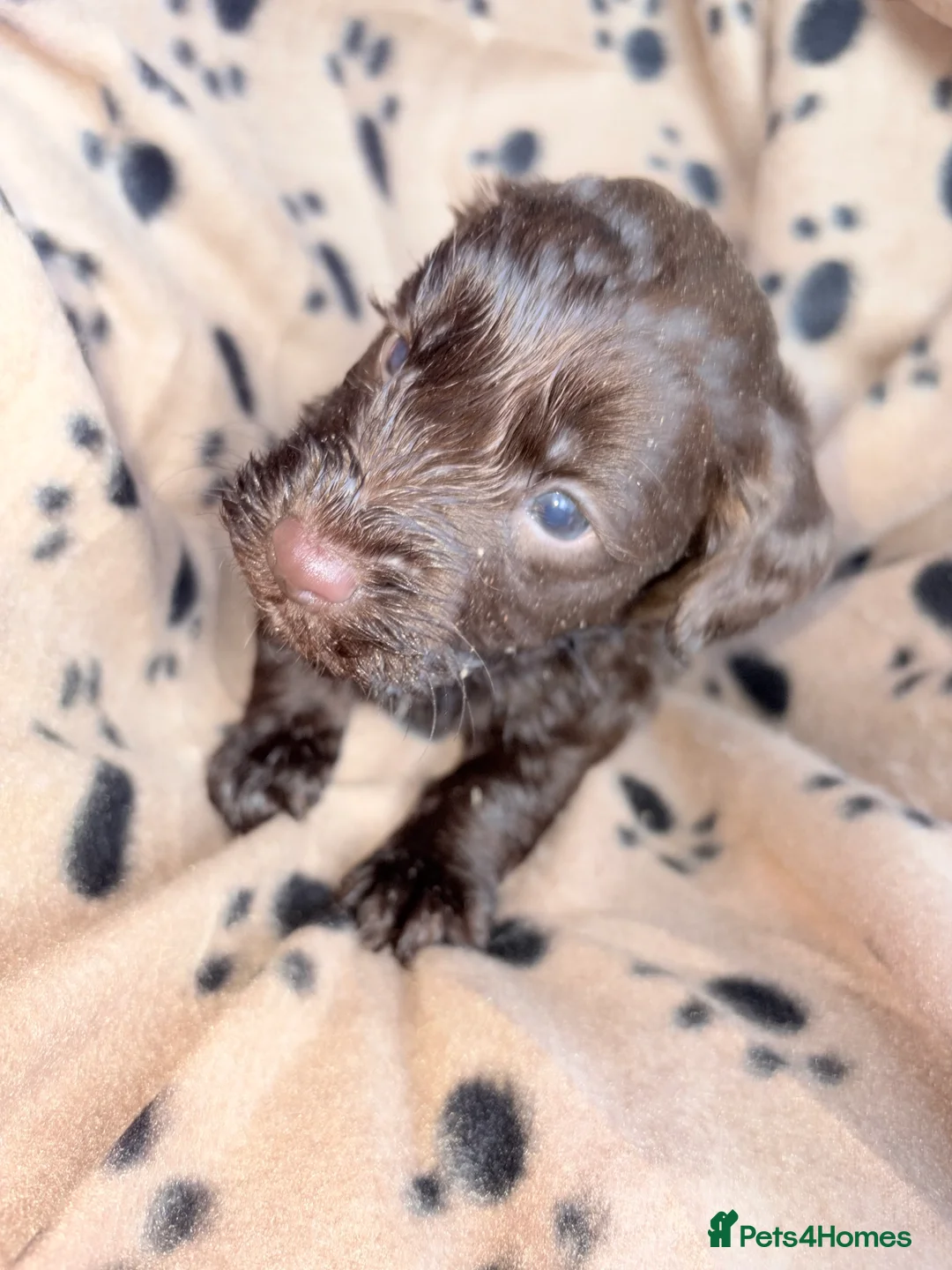 Cockapoo dogs for sale: Cockapoo puppys - Advert 6