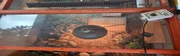 Tortoise reptiles for sale: Hermann tortoise 7 years old  in Alton - Advert 4