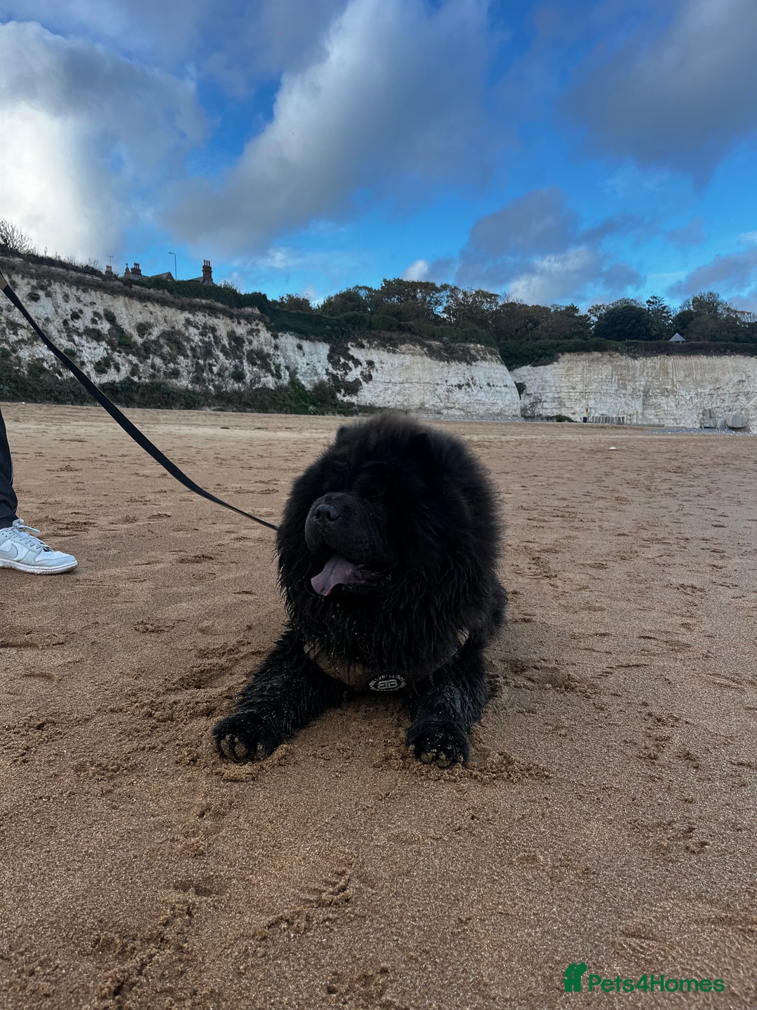 Chow Chow dogs for stud: Blue Chow Chow Stud | Can Travel - Image 2