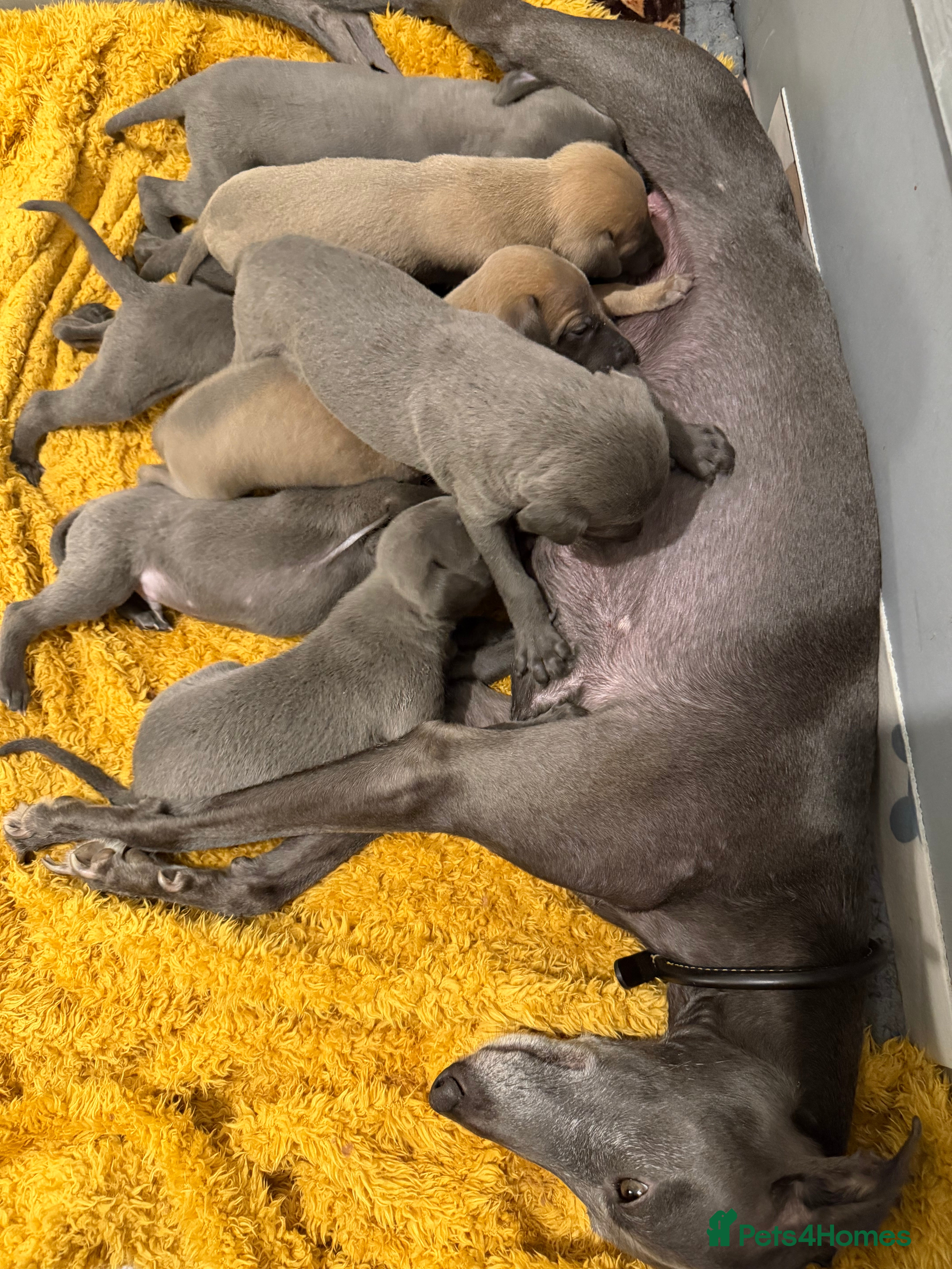 Whippet dogs Quality KC reg whippet puppies  - Advert 6