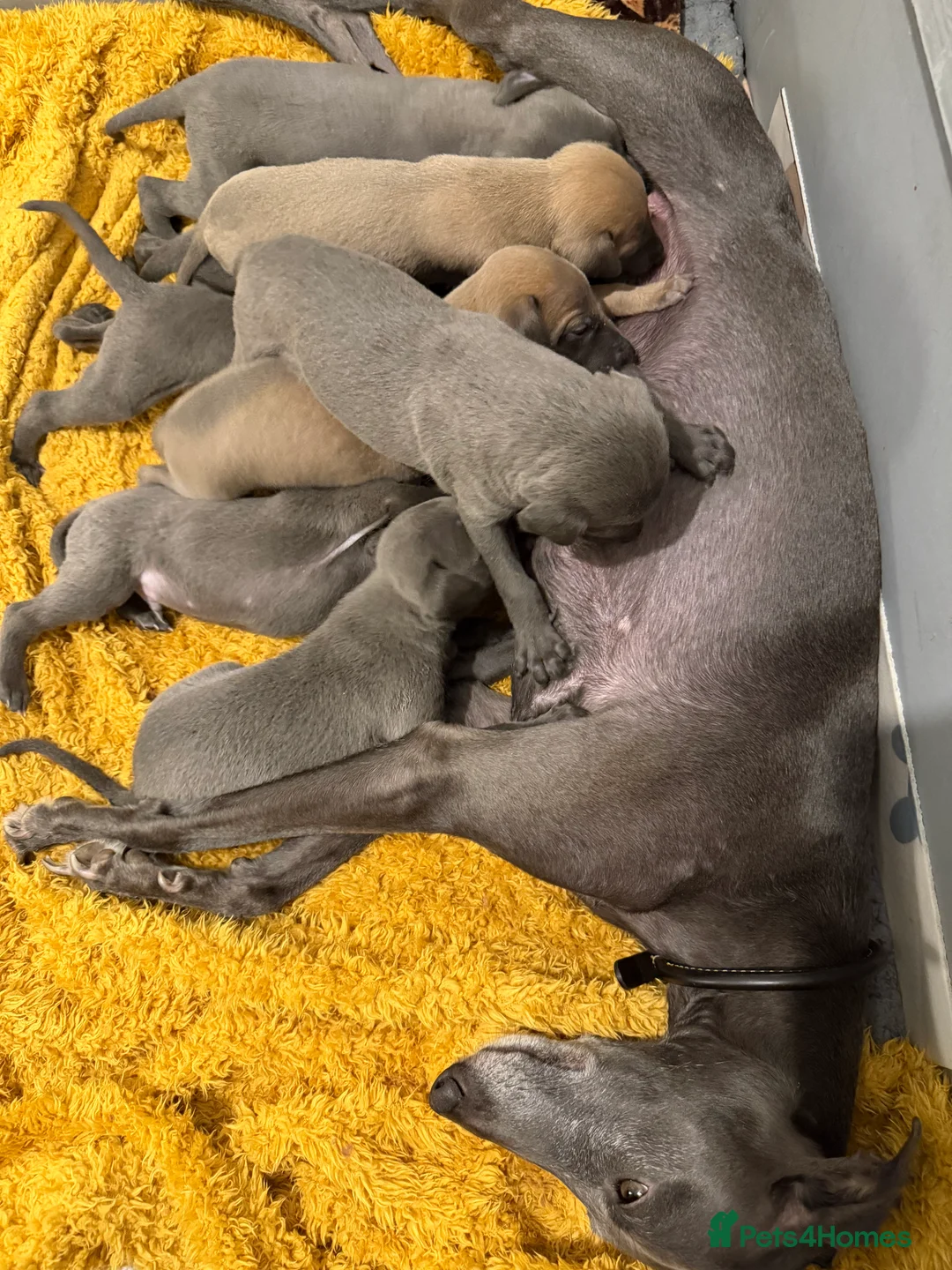 Whippet dogs for sale: Quality KC reg whippet puppies  - Advert 1