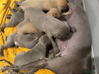 Whippet dogs Quality KC reg whippet puppies - Advert 6