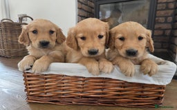 Golden Retriever dogs for sale: 🧡 dark red working Golden Retriever puppies 🧡 - Image 9