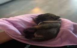 French Bulldog dogs for sale: French bulldog pups  - Image 3