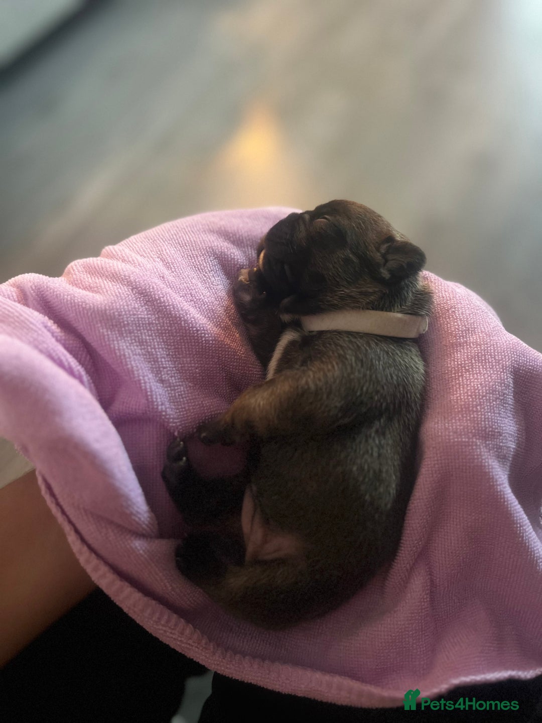 French Bulldog dogs for sale: French bulldog pups  - Image 3