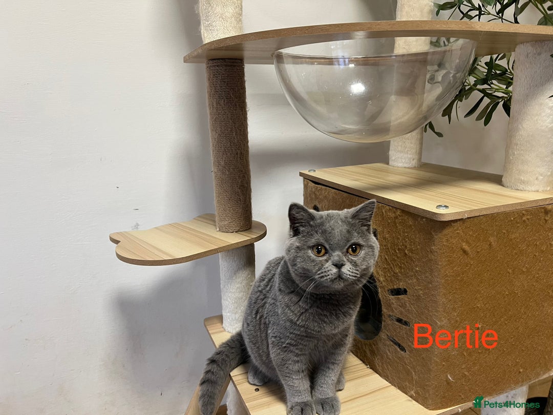 British Shorthair cats for sale: GCCC Registered British Shorthair Boys - Image 3